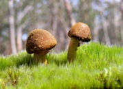 LOL赛事-孤星陨落，2026世界杯强强对话，奥地利如何用钢铁防线与奥斯梅恩的锋芒完胜加纳