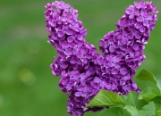 英雄联盟总决赛-西亚卡姆制胜一击成掘金克星，开拓者借力破局锁定季后赛关键战