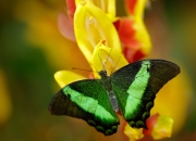 英雄联盟总决赛门票-跨洋对决，莫兰特天神下凡，鹈鹕逆袭掀翻深圳队