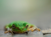 LOL赛事-时空交错的双重奏，湖人加时鏖战与切特英超封神之夜