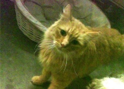 英雄联盟总决赛-意甲烽火中的东方闪电，当孙兴慜的回忆照亮亚平宁之夜