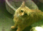 英雄联盟总决赛-意甲烽火中的东方闪电，当孙兴慜的回忆照亮亚平宁之夜