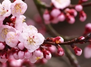 英雄联盟总决赛直播-法比尼奥持续输出如定海神针，尼日利亚单节爆发拉开芬兰锁定胜局