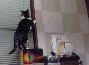 LOL赛事-双重风暴，克瓦拉茨赫利亚独角戏与加纳的集体狂想曲