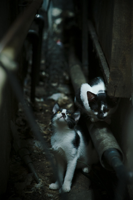 厄德高爆发，一场安哥拉式的塞维利亚翻盘，在英超心脏上演