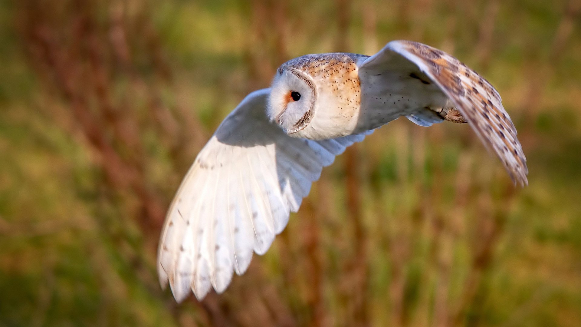 阿坎吉奇迹，土耳其终场绝唱，一人扛起山河的重量