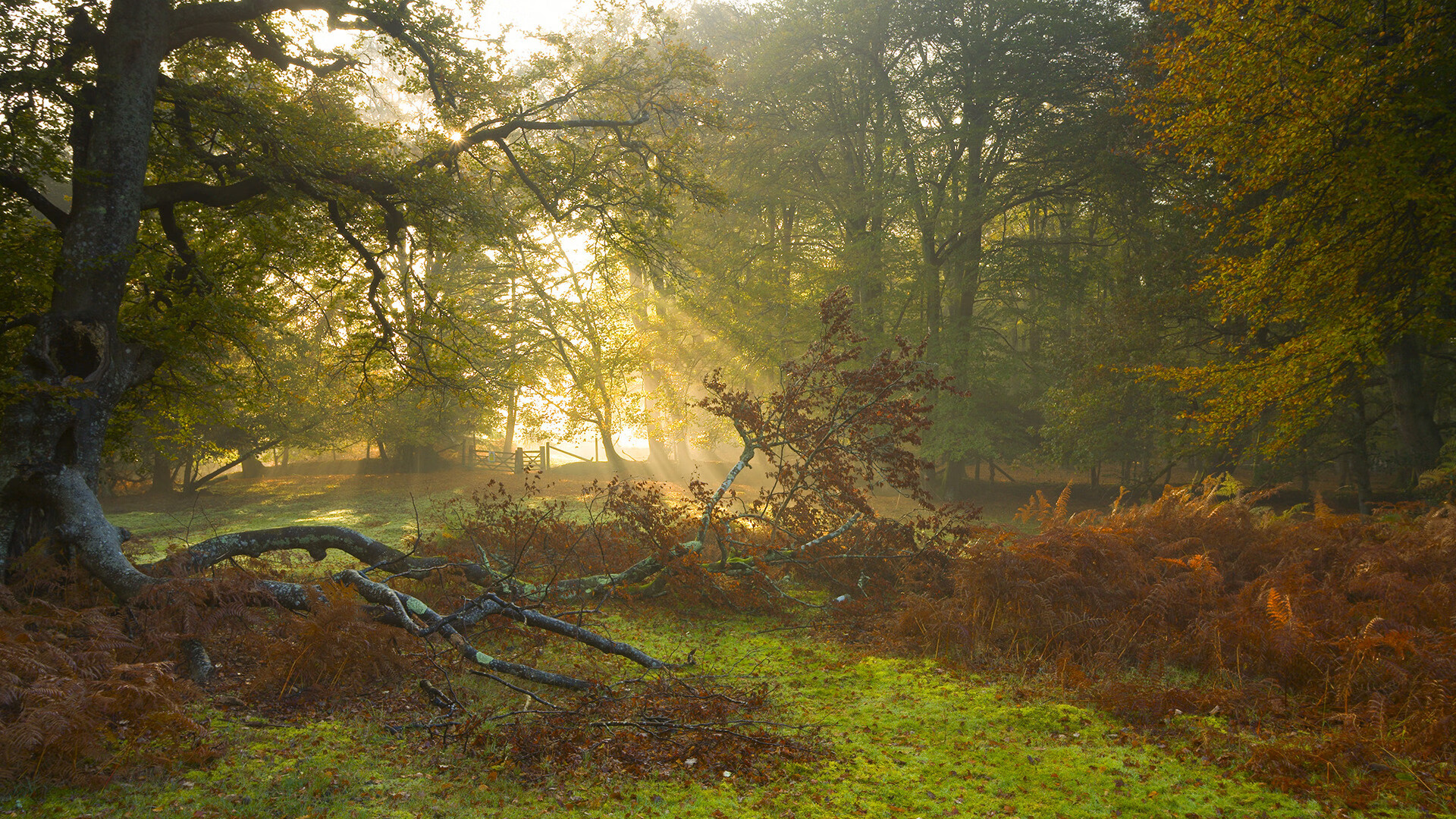 绿茵场外的三分雨，当塔图姆的关键节点点亮2026世界杯之夜