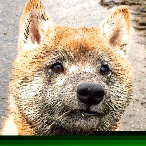 米切尔独舞夜!辽宁破阵压猛龙,跨联赛焦点战见证巨星成色