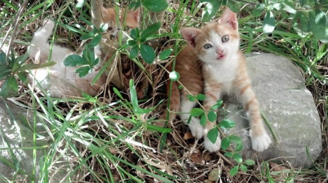 双线叙事，美洲的狂喜与欧洲的叹息