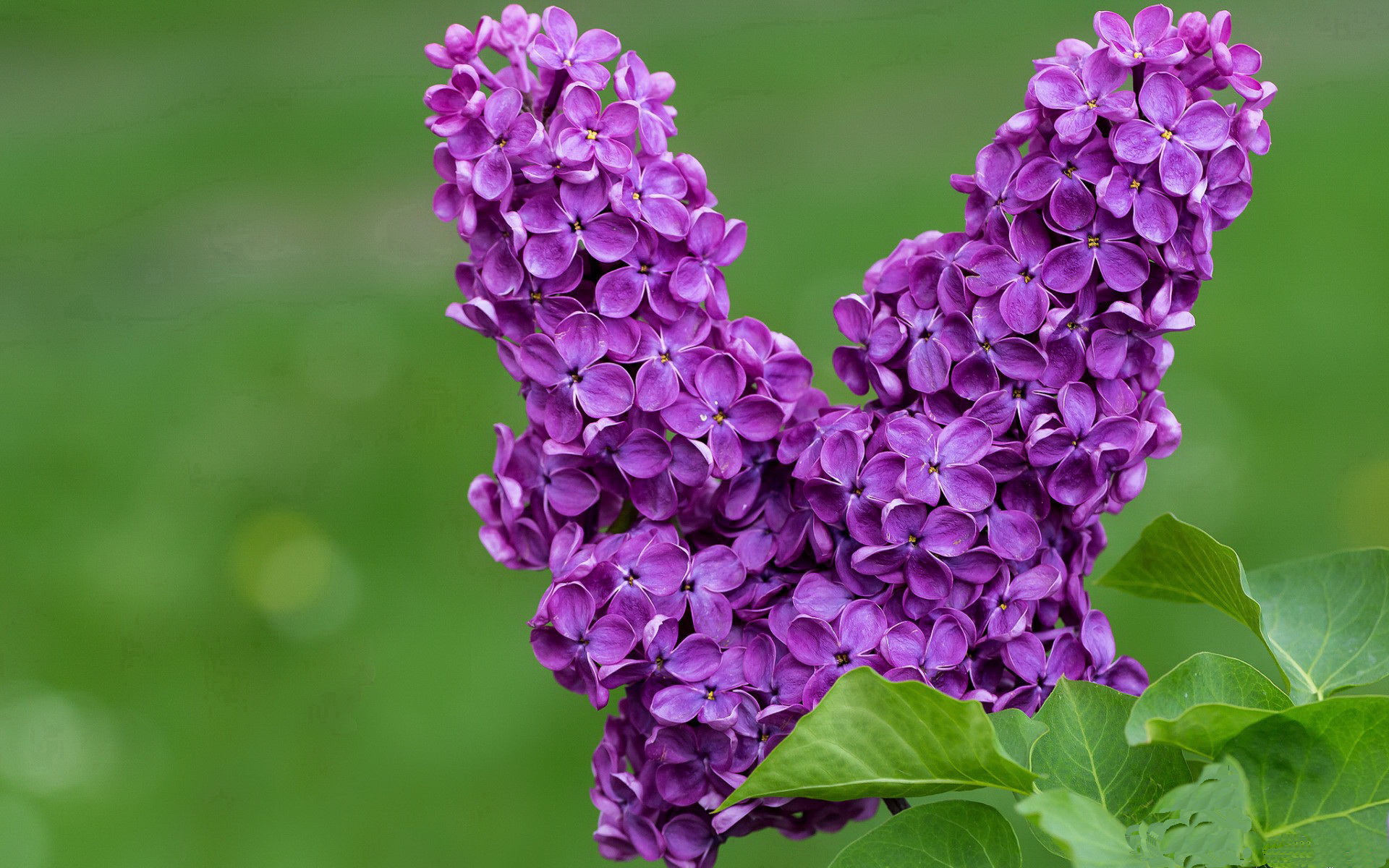 西亚卡姆制胜一击成掘金克星,开拓者借力破局锁定季后赛关键战