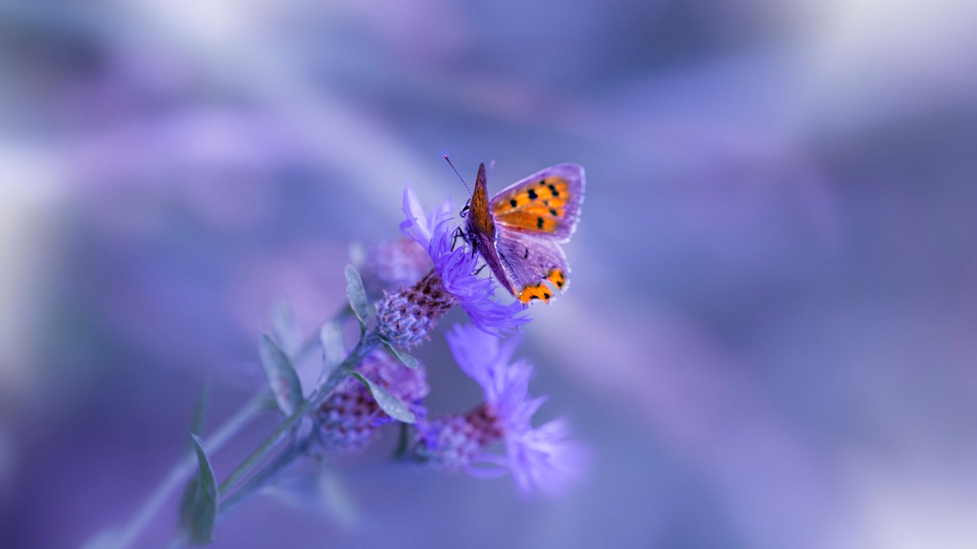 欧冠之夜,切尔塔罗闪耀斯坦福桥,切尔西关键战突围贝蒂斯