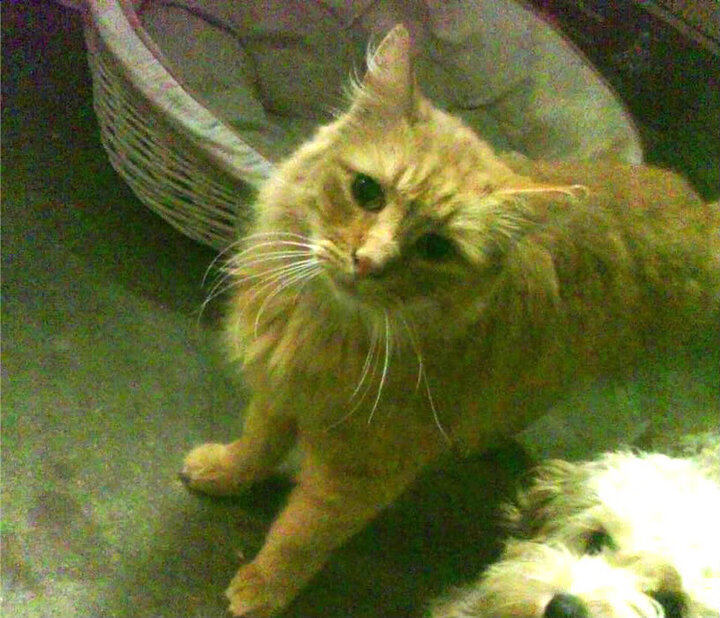 意甲烽火中的东方闪电,当孙兴慜的回忆照亮亚平宁之夜