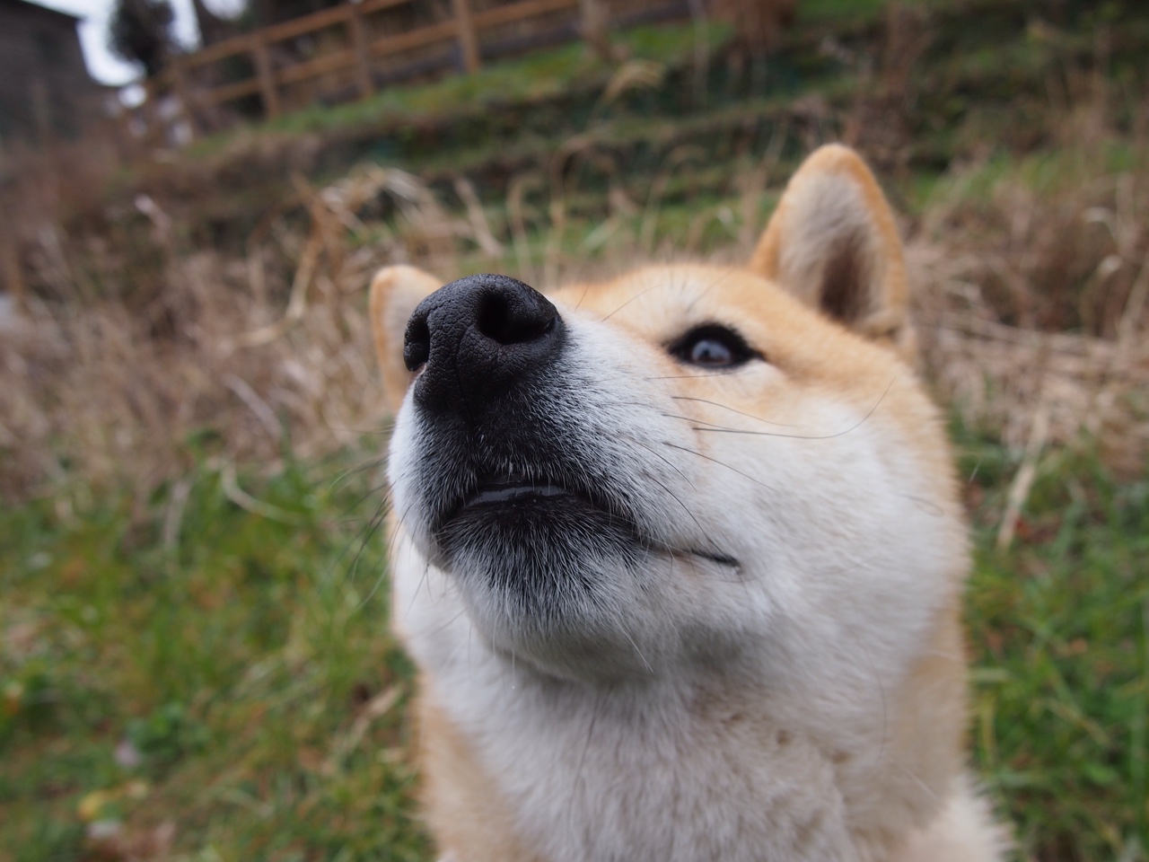 佩德里封神夜！绿茵吟游诗人如何让桑巴王国沉默