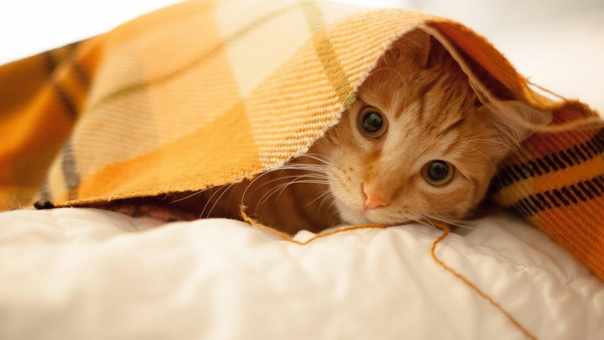 平行宇宙的篮球擂台战,广厦力压奇才,字母哥跨队加冕关键先生