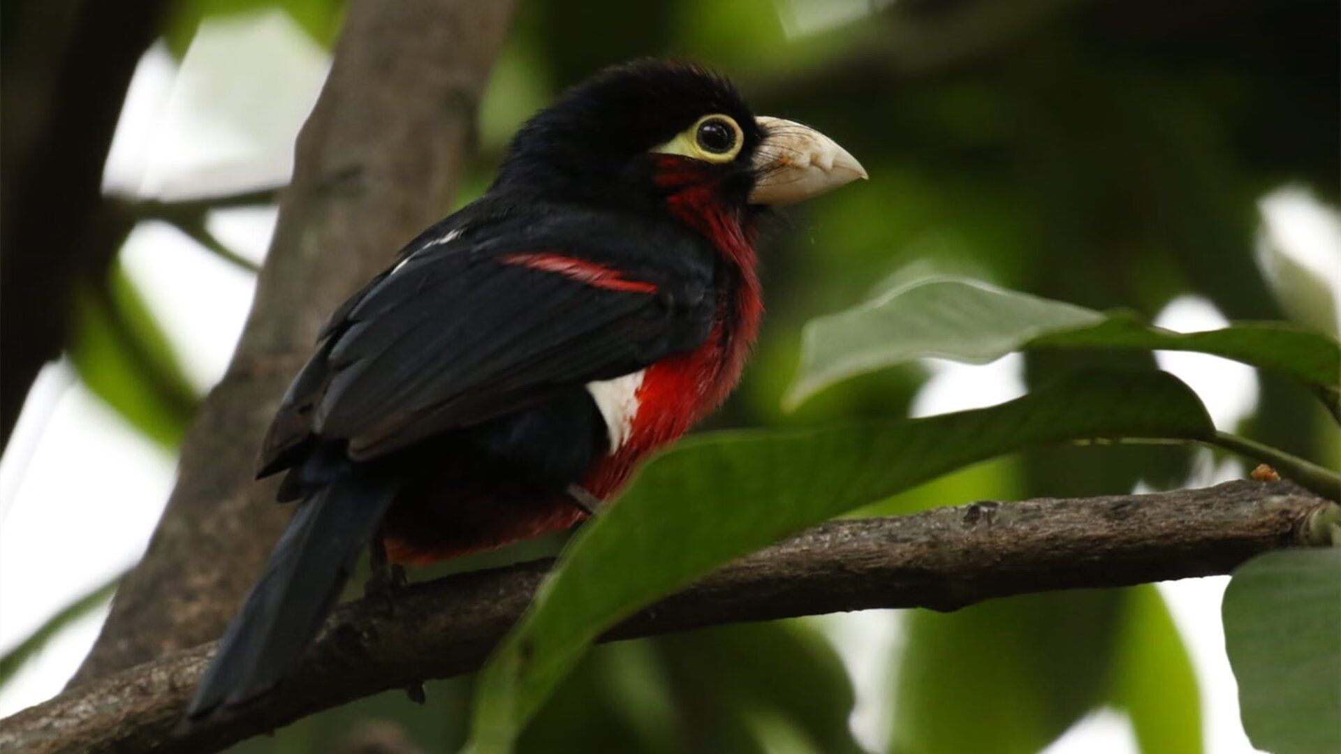 燃!布克火线狂飙,山西血拼终斩猛龙