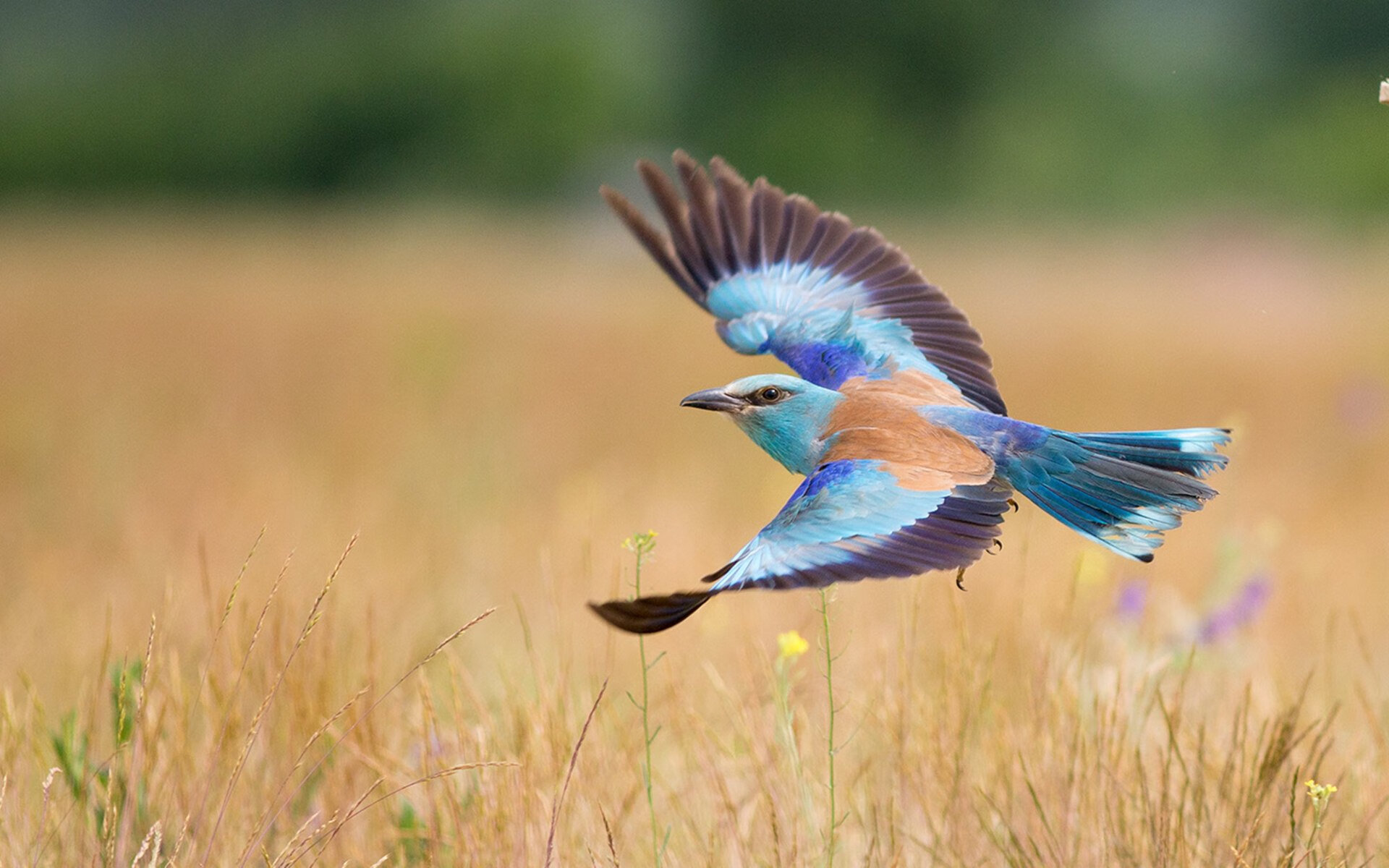 最后一课，季后赛抢七，美国队如何用最残酷的方式粉碎贝蒂斯的美梦？