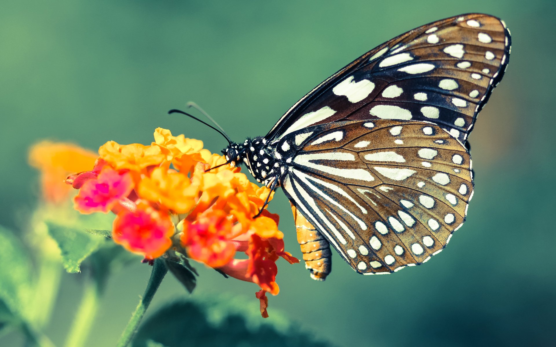 以一敌众的巨人独舞,当浓眉在奇才对森林狼之夜写下攻防教科书